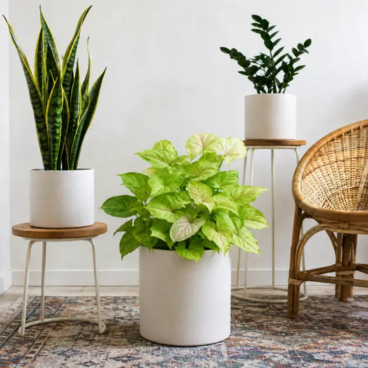 Syngonium Golden Allusion