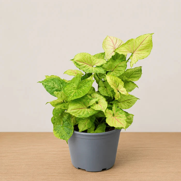 Syngonium Golden Allusion