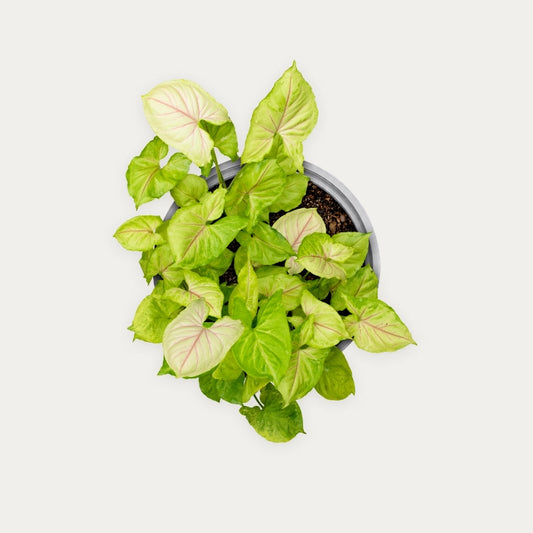 Syngonium Golden Allusion
