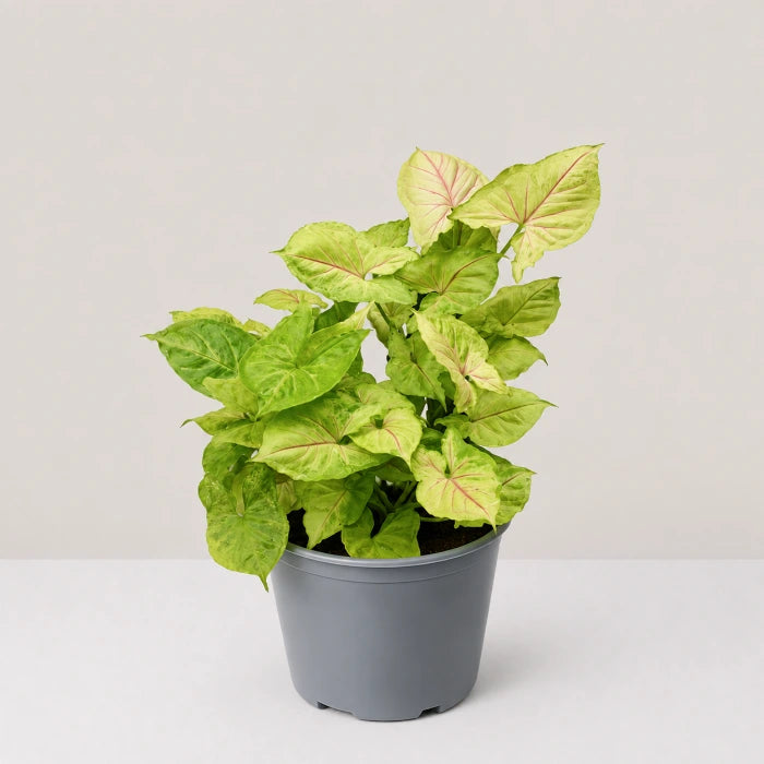 Syngonium Golden Allusion