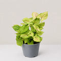Syngonium Golden Allusion