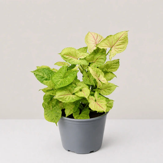 Syngonium Golden Allusion