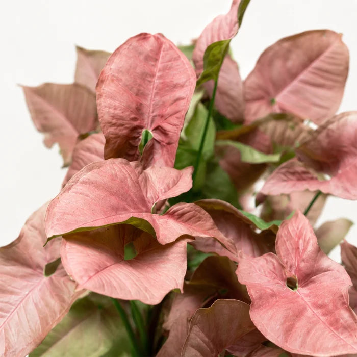 Neon Syngonium