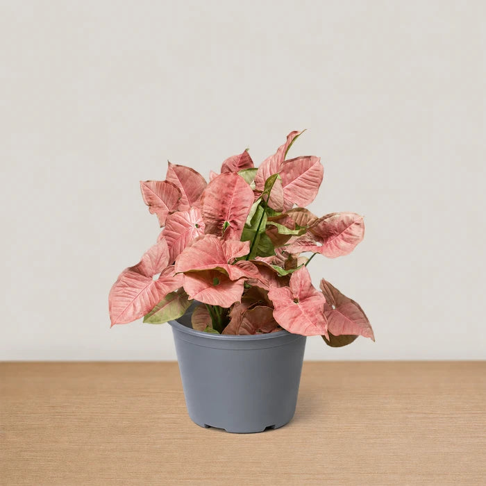 Neon Syngonium