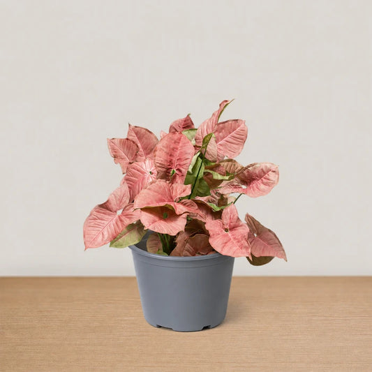 Neon Syngonium