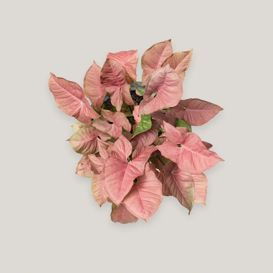 Neon Syngonium