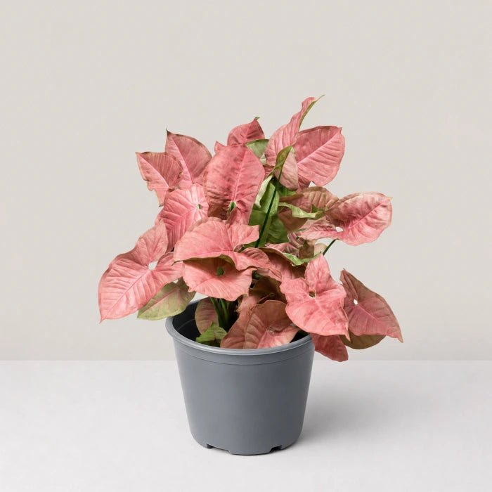 Neon Syngonium