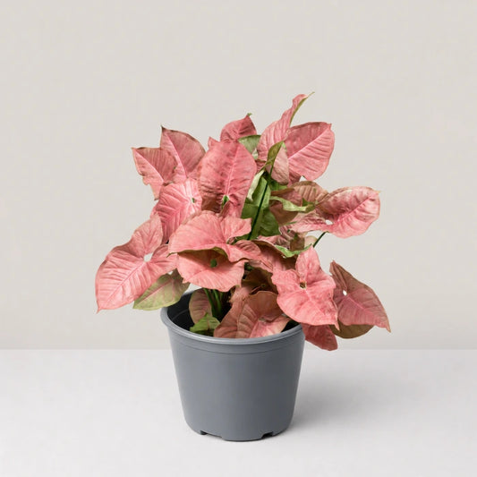 Neon Syngonium