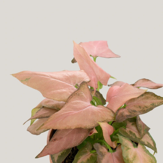 Syngonium Strawberry Milk (Partially Variegated)