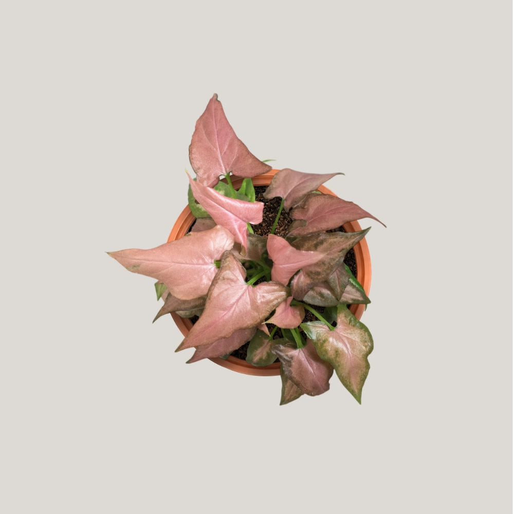 Syngonium Strawberry Milk (Partially Variegated)