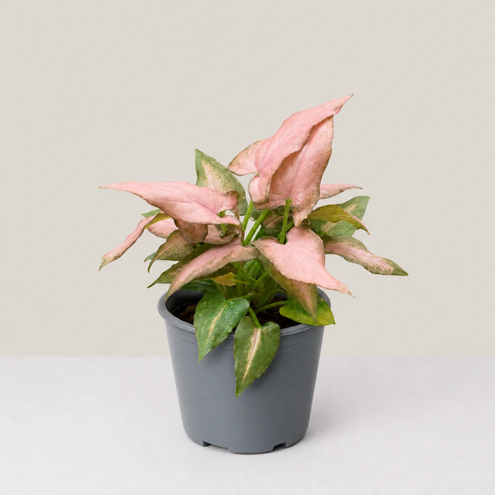Syngonium Strawberry Milk (Partially Variegated)