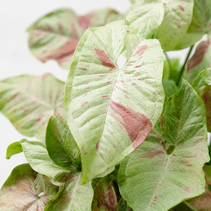 Syngonium Milk Confetti