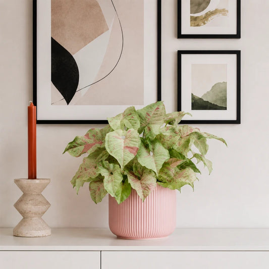Syngonium Milk Confetti