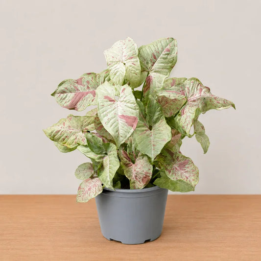 Syngonium Milk Confetti