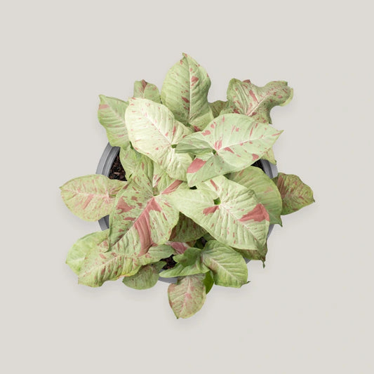 Syngonium Milk Confetti