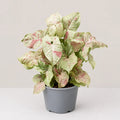 Syngonium Milk Confetti