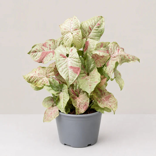 Syngonium Milk Confetti