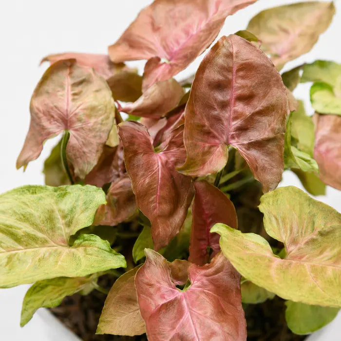 Syngonium Red Plum Allusion