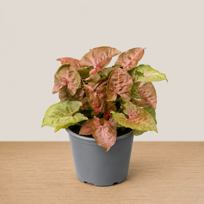 Syngonium Red Plum Allusion