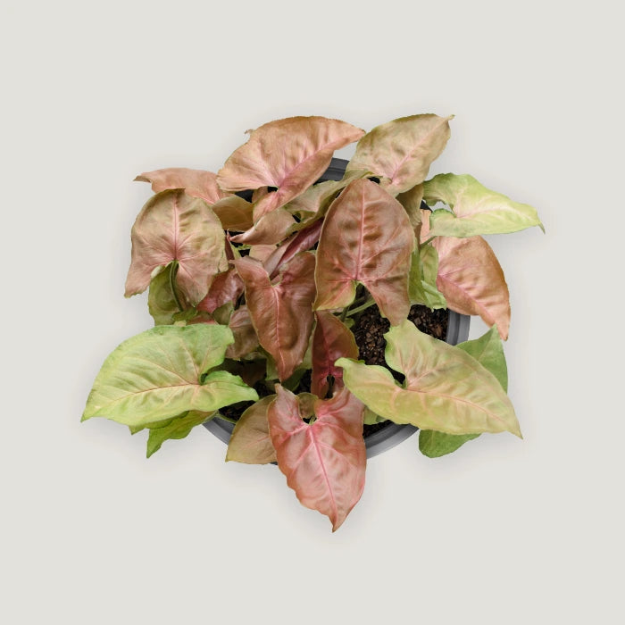 Syngonium Red Plum Allusion