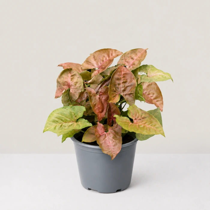 Syngonium Red Plum Allusion