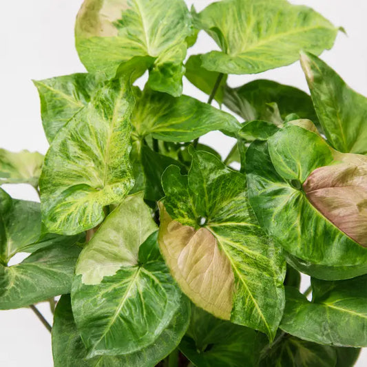 Syngonium T24