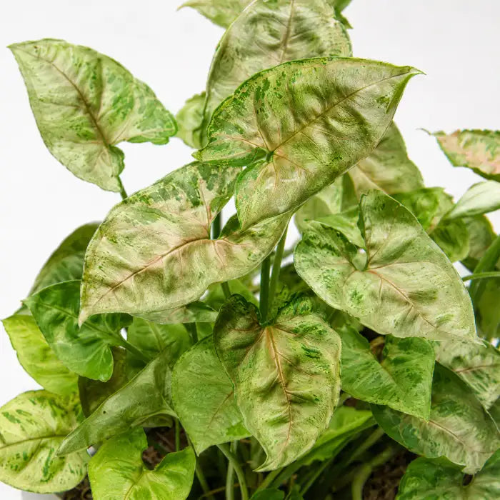 Syngonium Dwarf Princess