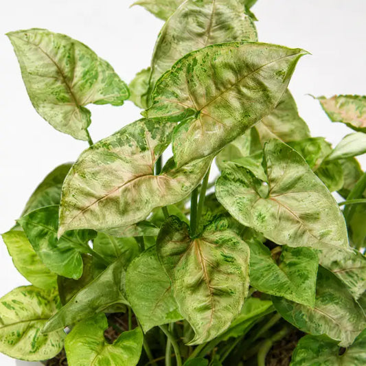 Syngonium Dwarf Princess
