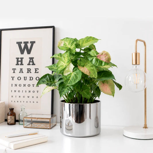 Syngonium T24