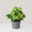 Syngonium T24