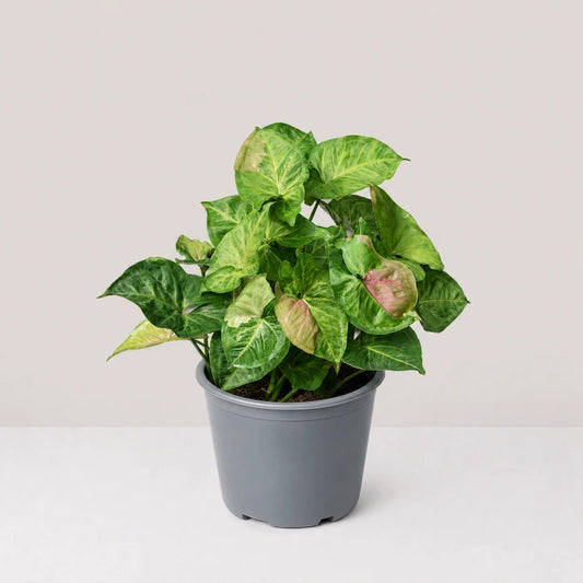 Syngonium T24