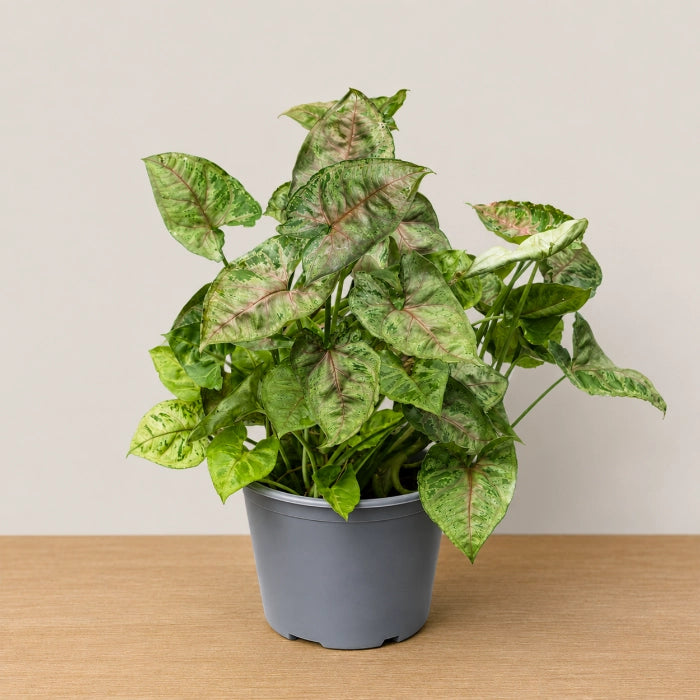 Syngonium Dwarf Princess