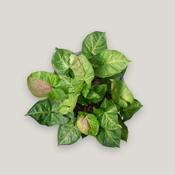 Syngonium T24