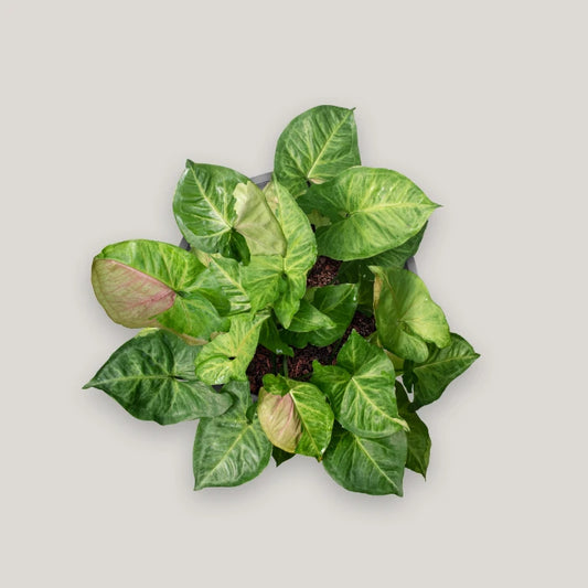 Syngonium T24