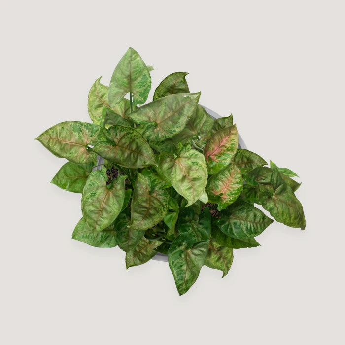 Syngonium Dwarf Princess