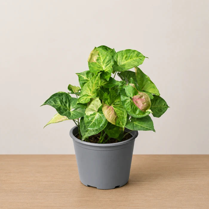 Syngonium T24