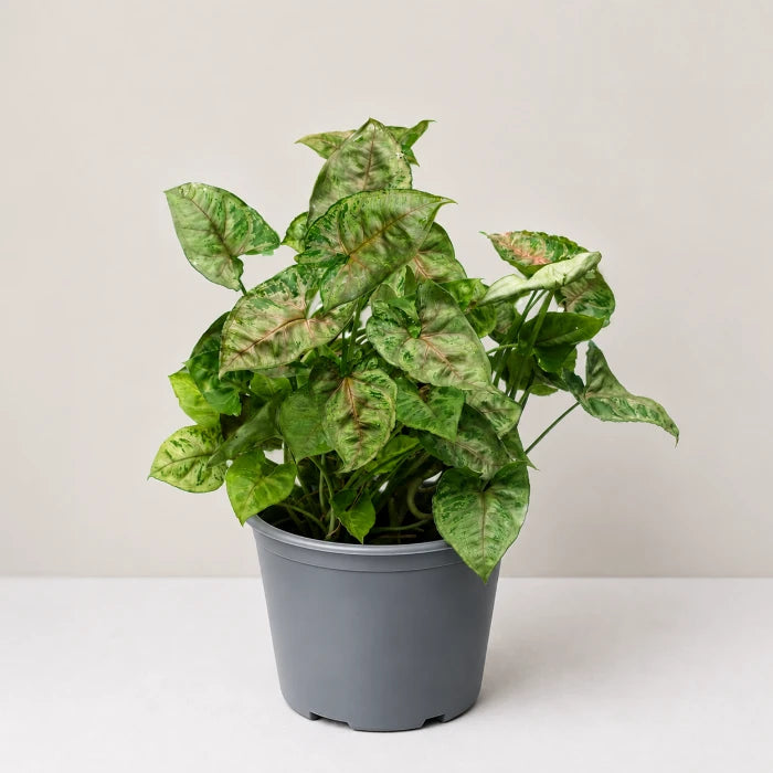 Syngonium Dwarf Princess