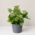 Syngonium Dwarf Princess