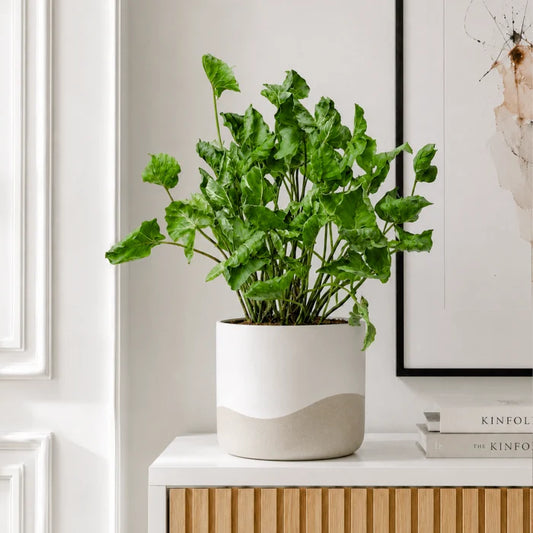 Syngonium Godzilla