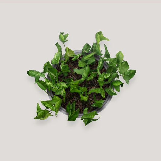 Syngonium Godzilla