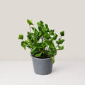 Syngonium Godzilla
