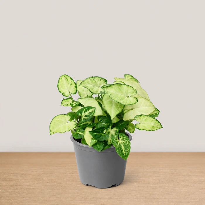 Syngonium Panda Galaxy