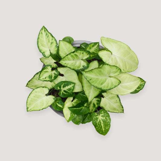 Syngonium Panda Galaxy