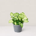 Syngonium Panda Galaxy