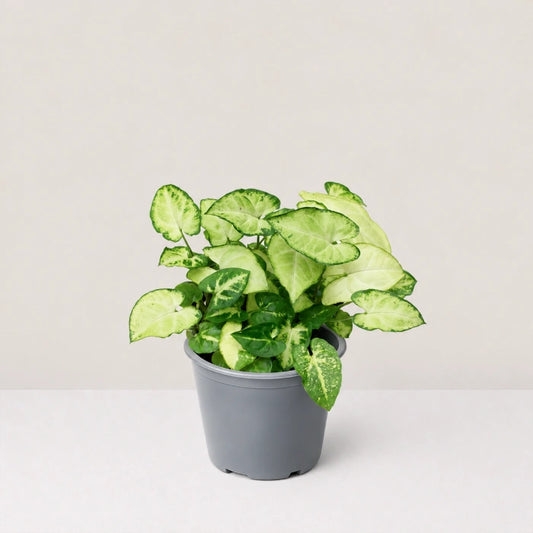 Syngonium Panda Galaxy