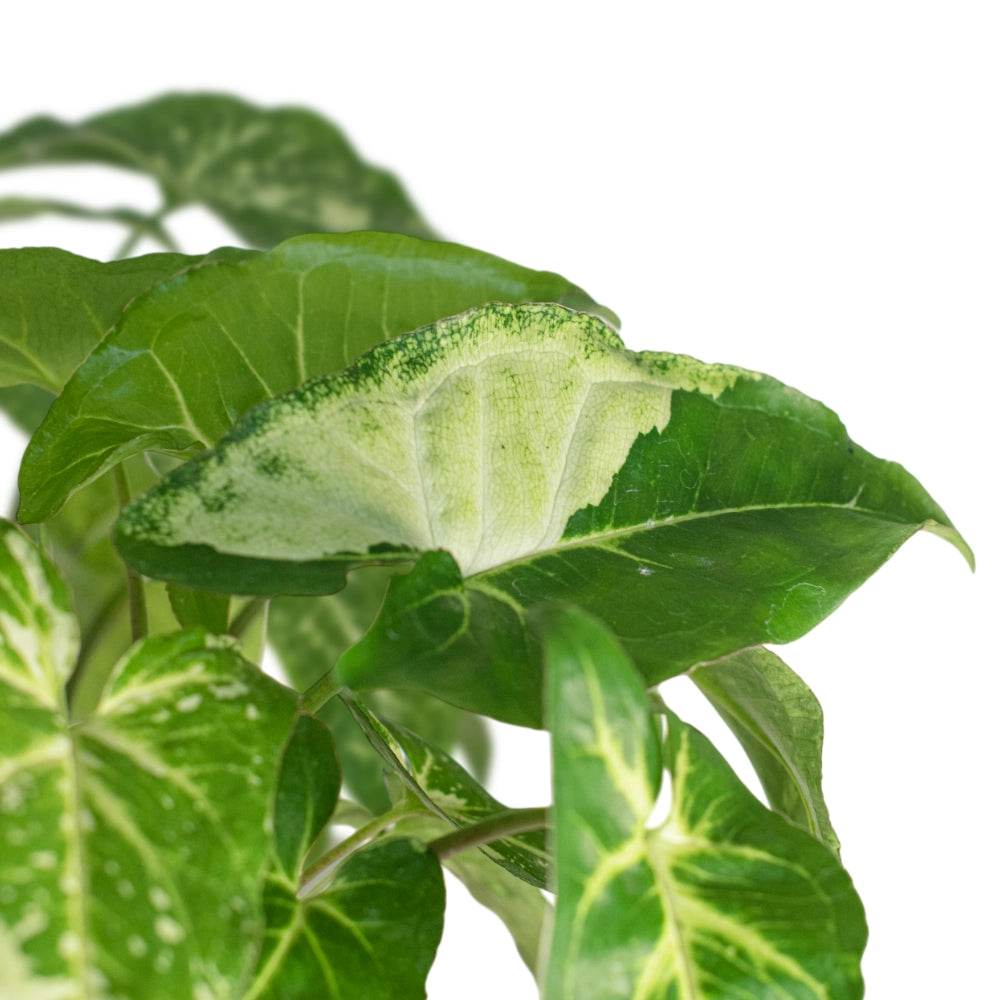 Syngonium Panda Galaxy (Fully Variegated)