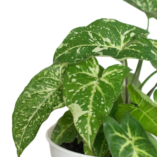 Syngonium Panda Galaxy (Fully Variegated)