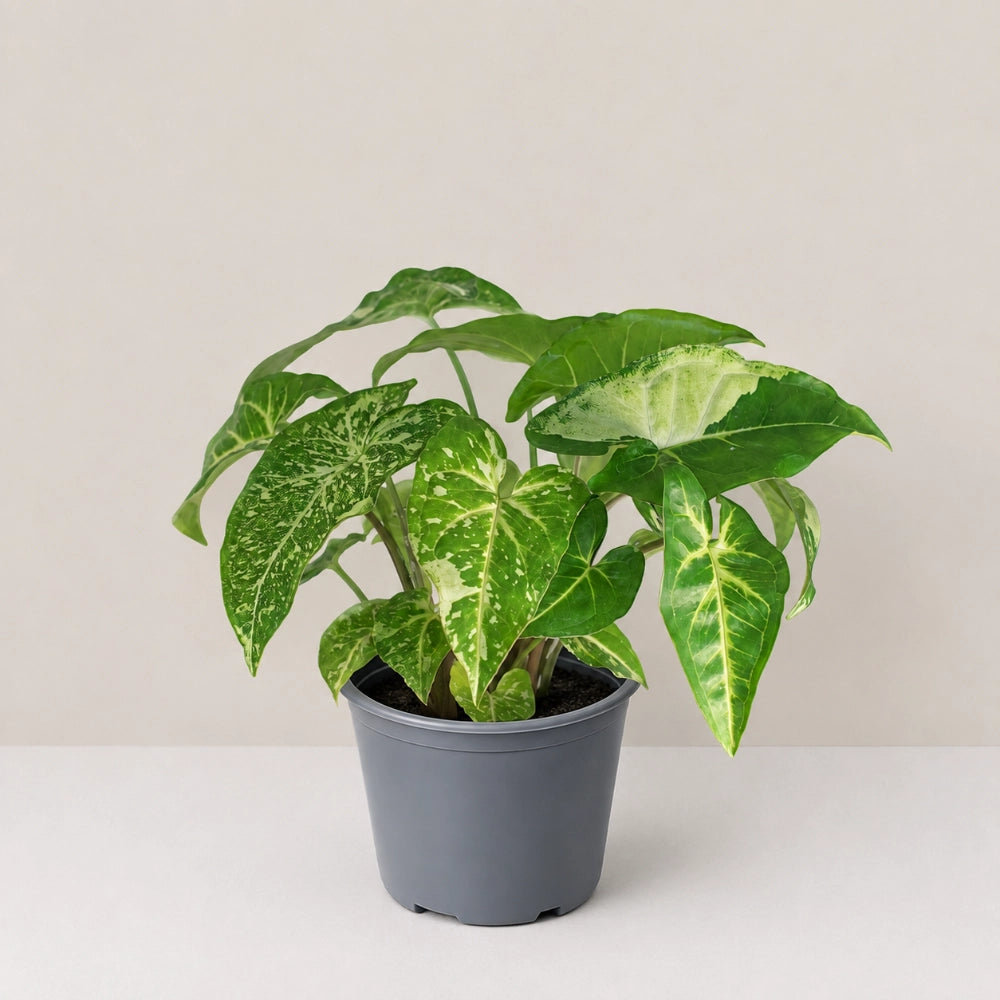 Syngonium Panda Galaxy (Fully Variegated)