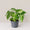 Syngonium Panda Galaxy (Fully Variegated)