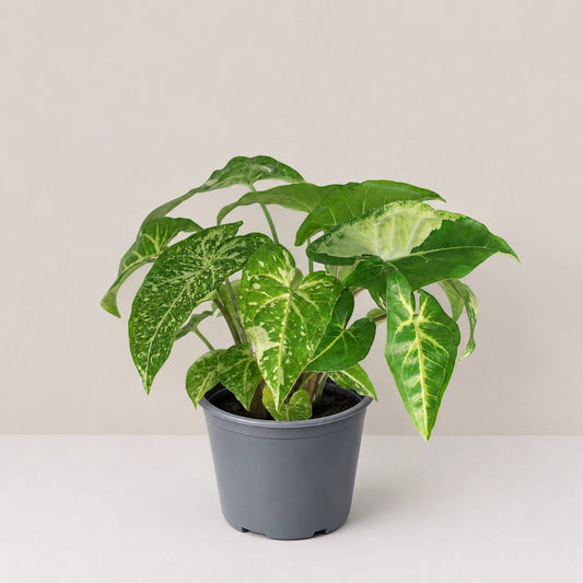 Syngonium Panda Galaxy (Fully Variegated)